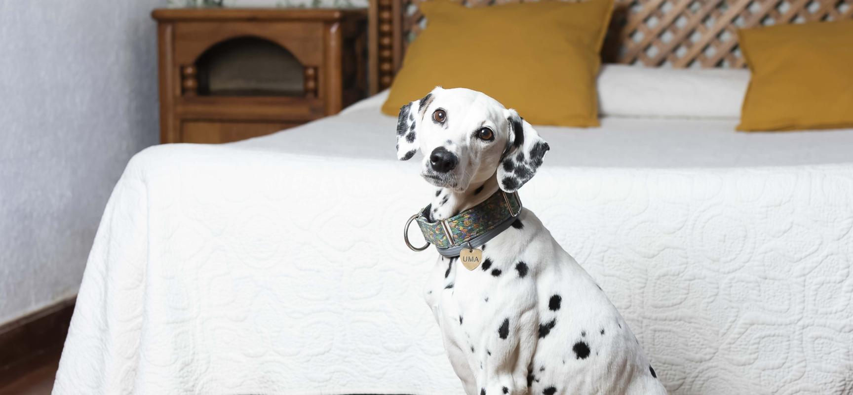 Perro en la habitación del Hotel Rural El Refugio en Gran Canaria que acepta mascotas.